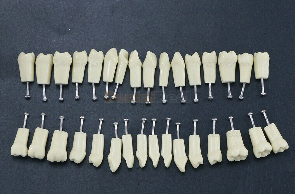 Dental Typodont M8021/M8022 28/32Pcs Replacement Teeth Fit Frasaco AG3/ANA-4